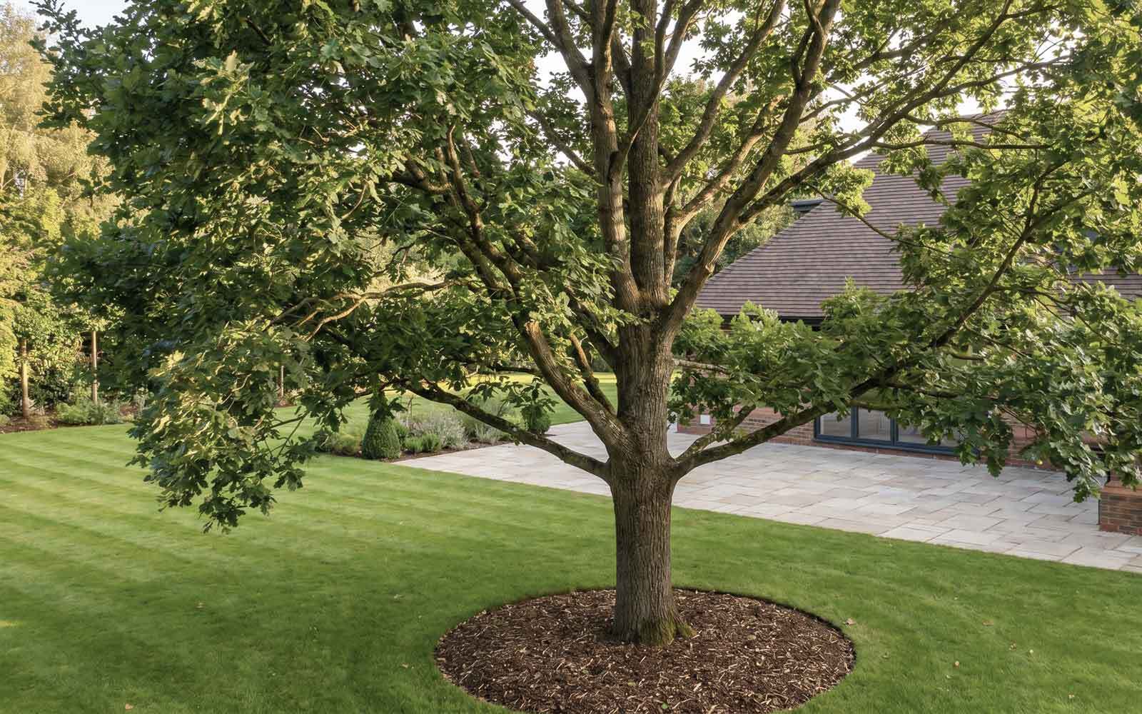 Green Wood Tree Surgery Work
