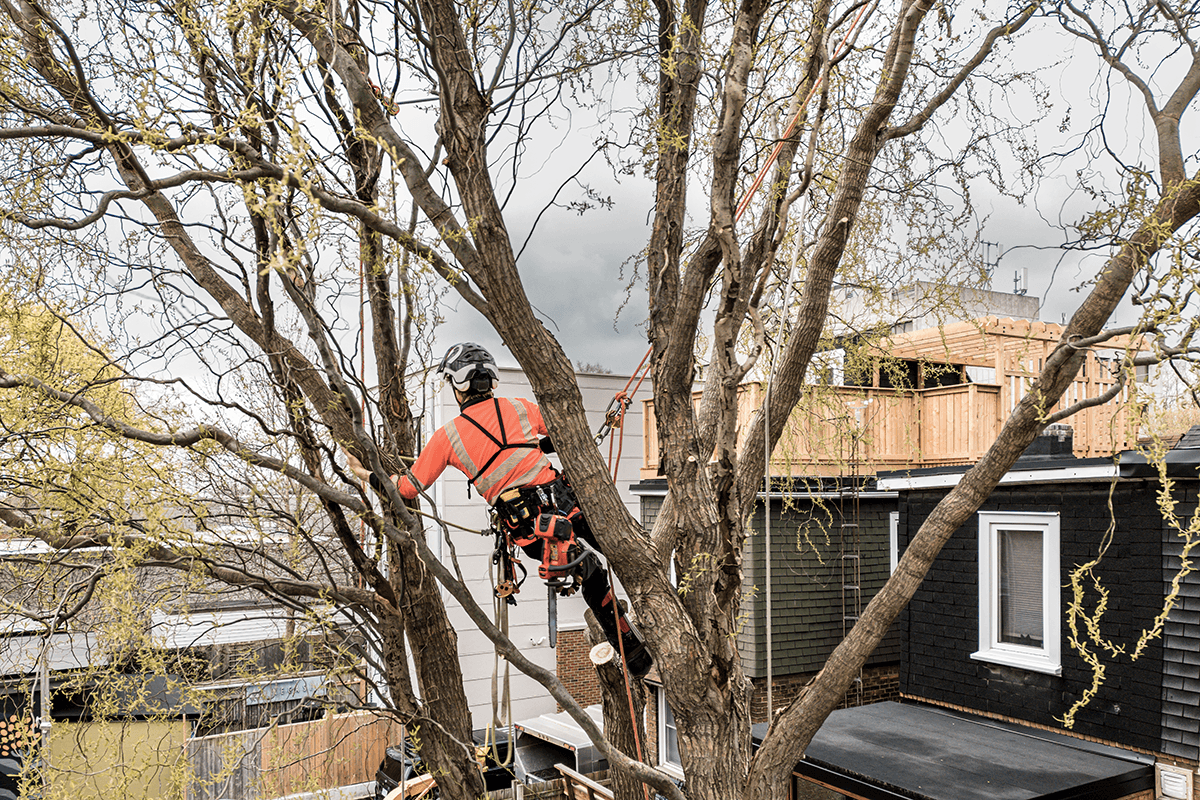 Welcome to Green Wood Tree Surgery