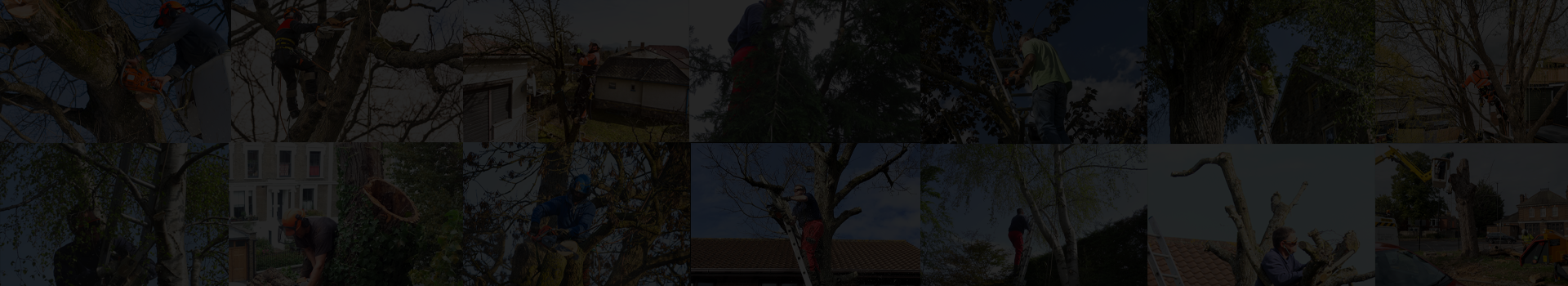 Green Wood Tree Surgery
